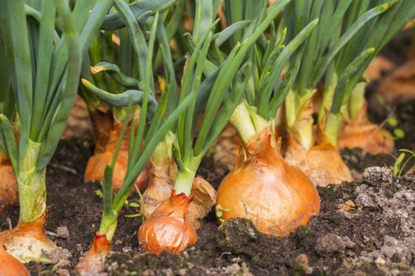 Kraken рабочая ссылка onion