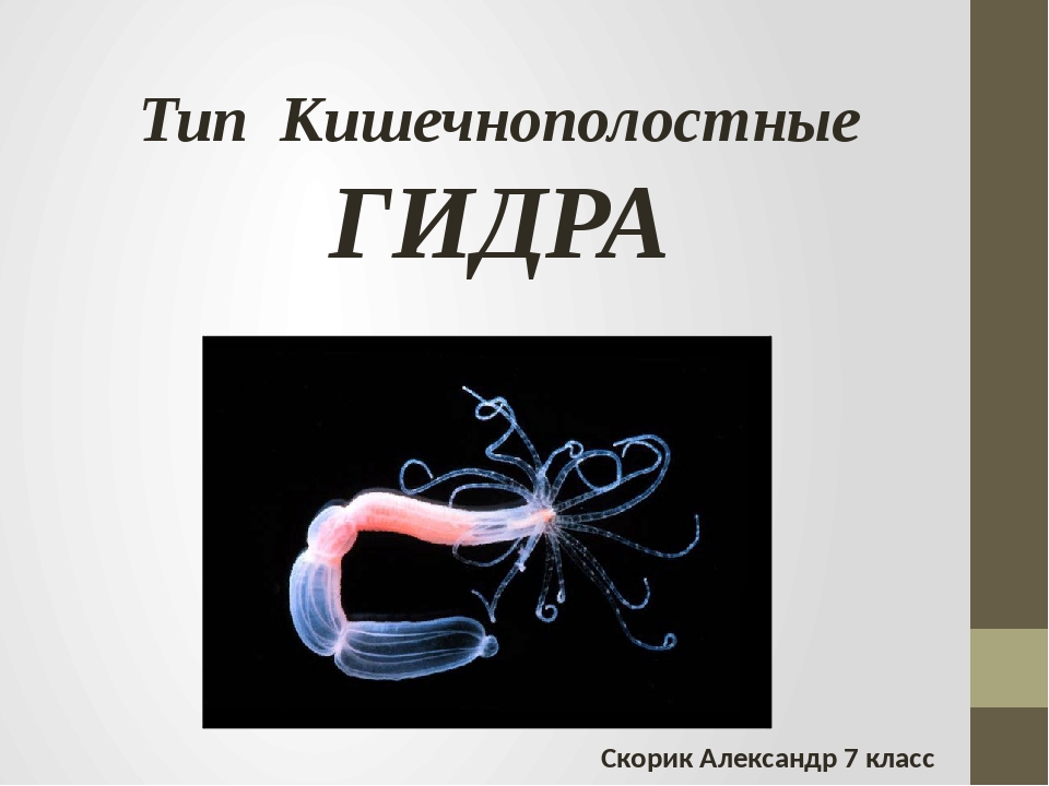 Кракен новое зеркало
